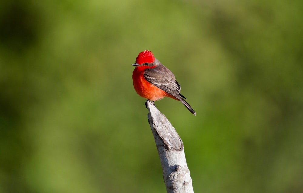 red and brown bird on tree branch