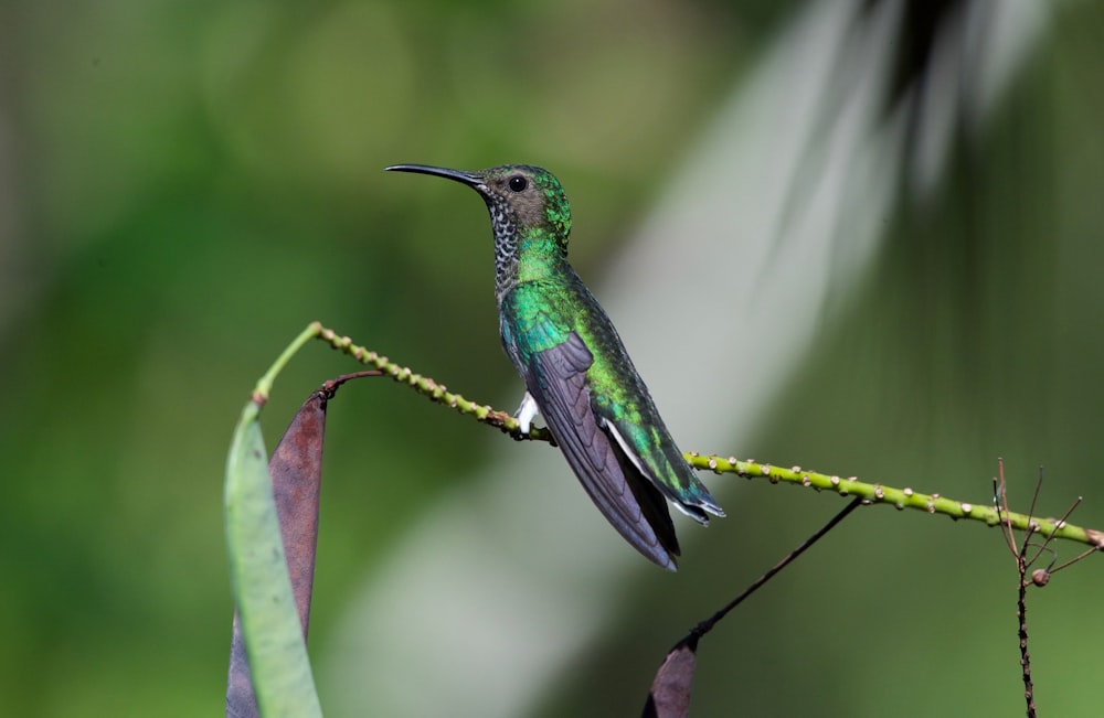 green and black humming bird on green leaf