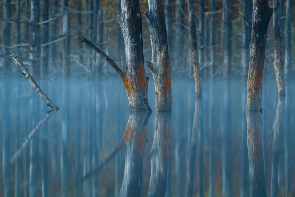 leafless tree on body of water