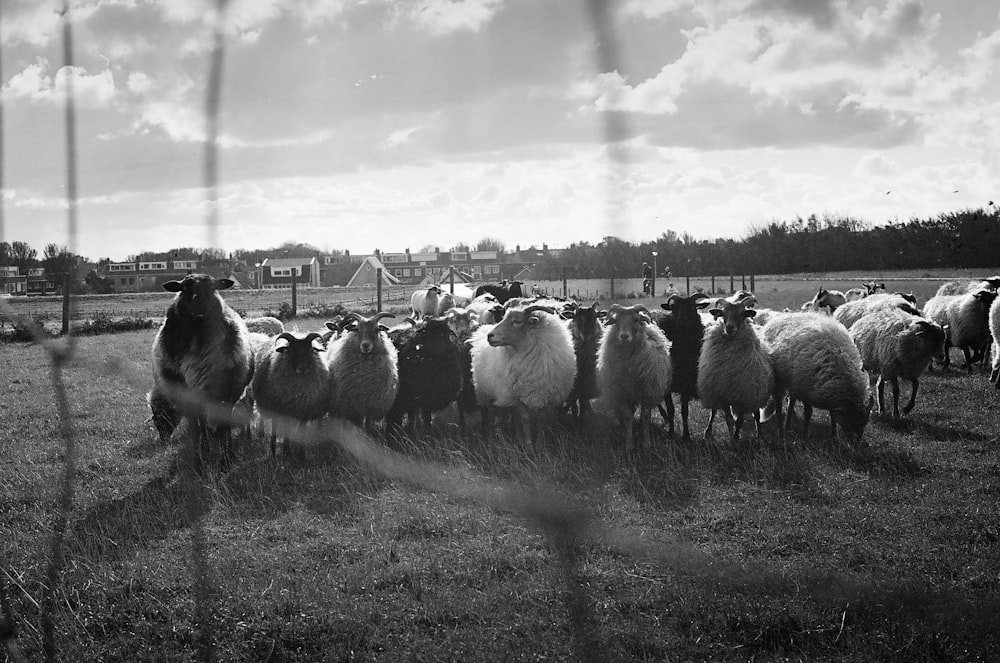 grayscale photo of sheep on grass field