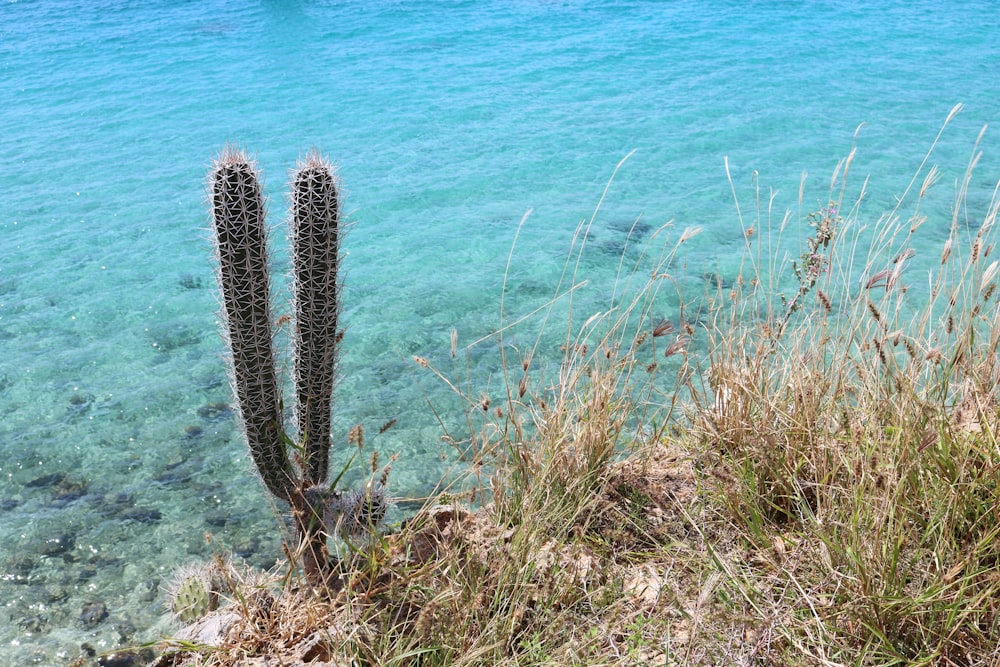 cactus brun près d’un plan d’eau pendant la journée