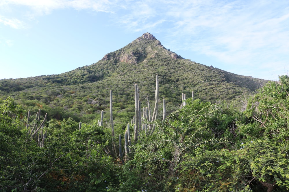 green trees on mountain under blue sky during daytime