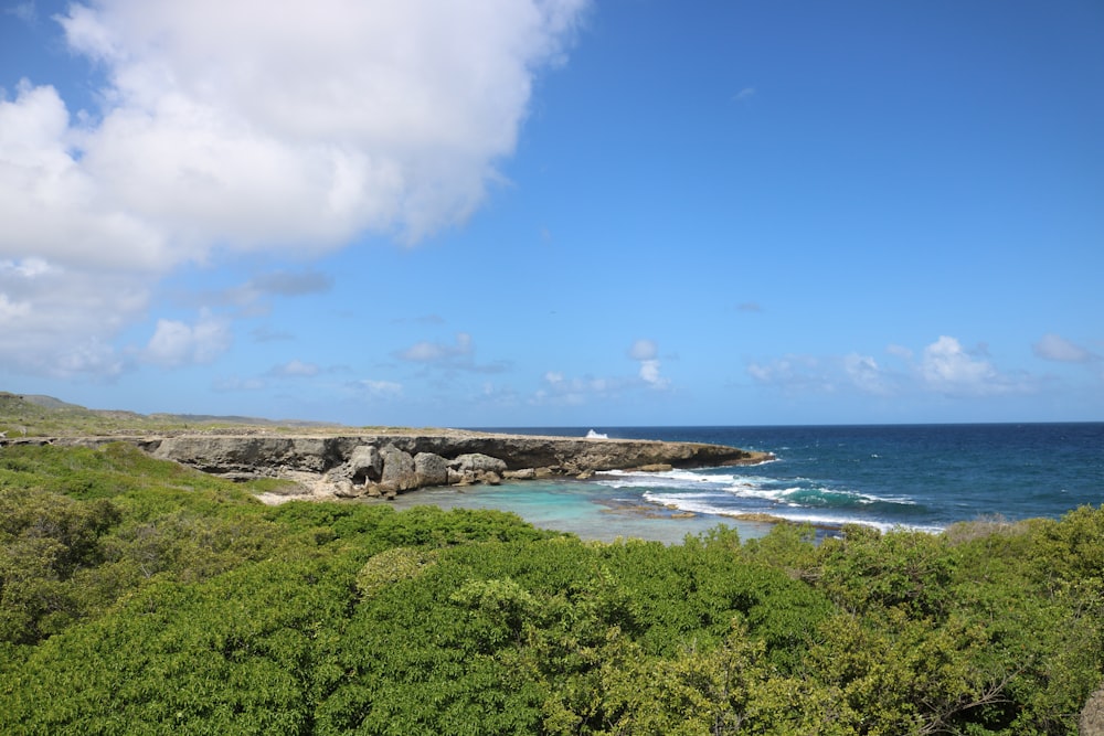 green trees near sea under blue sky during daytime