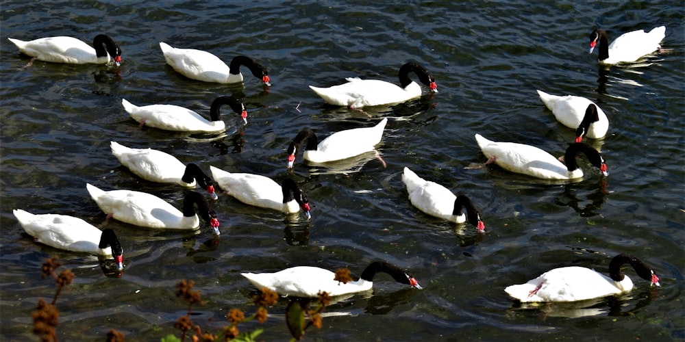 white swan on water during daytime