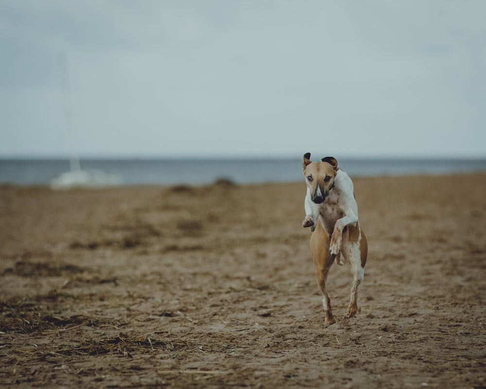 brown and white short coated dog running on brown field during daytime