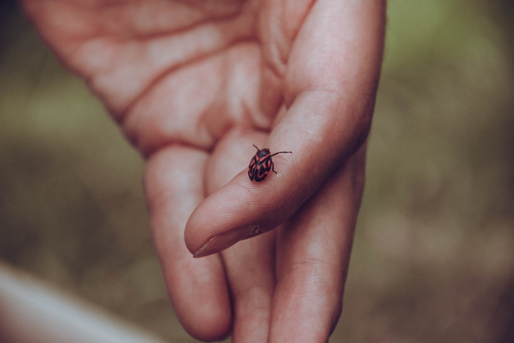 black spider on persons hand