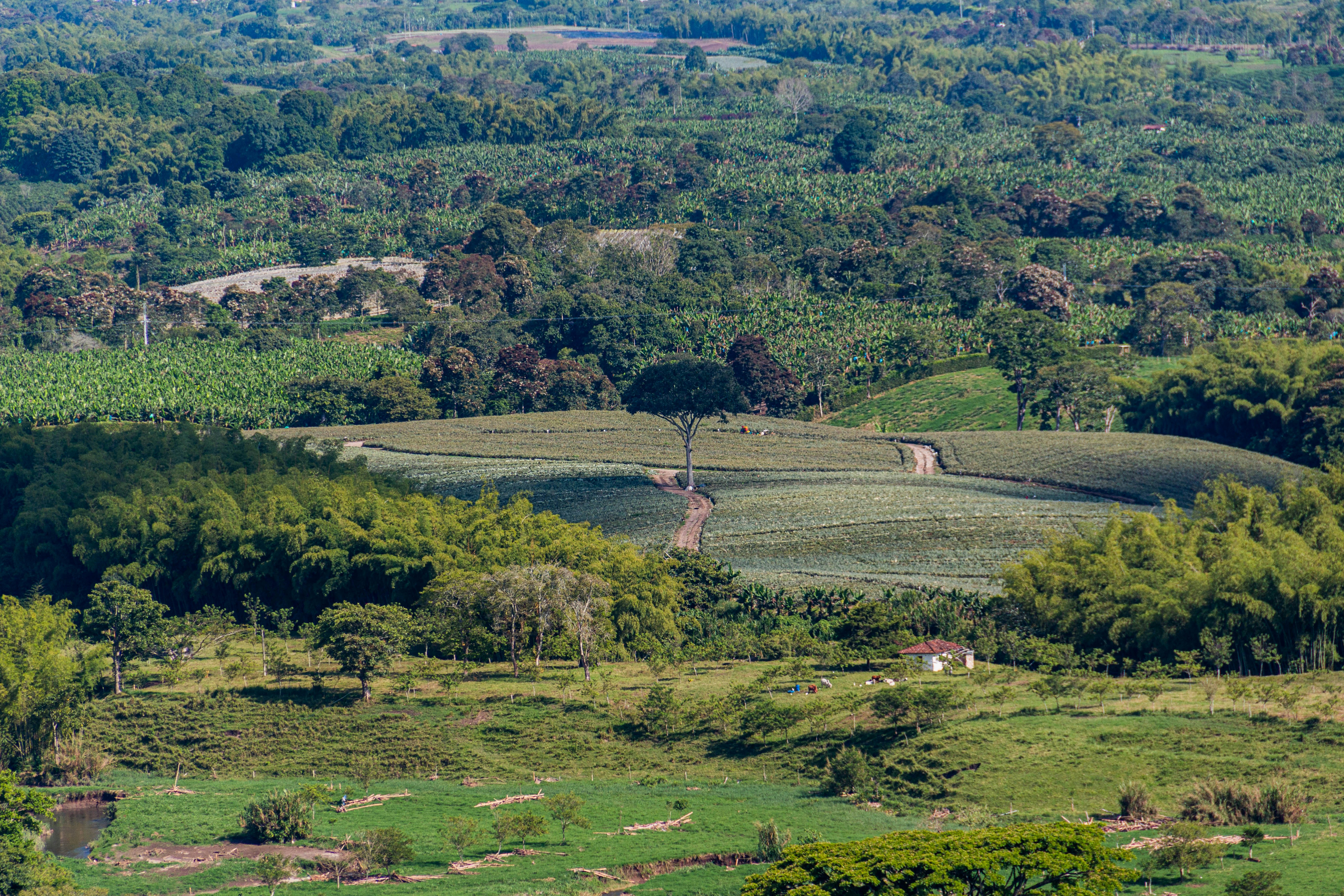 green grass field during daytime