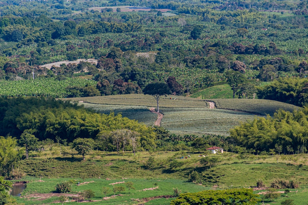 Champ d’herbe verte pendant la journée