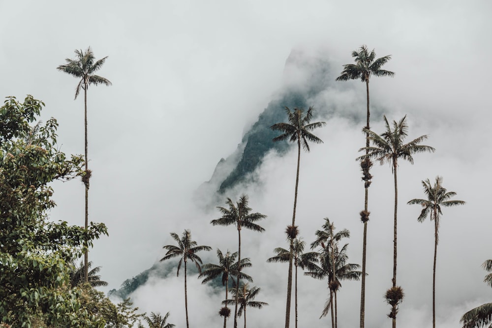 green palm trees near mountain during daytime