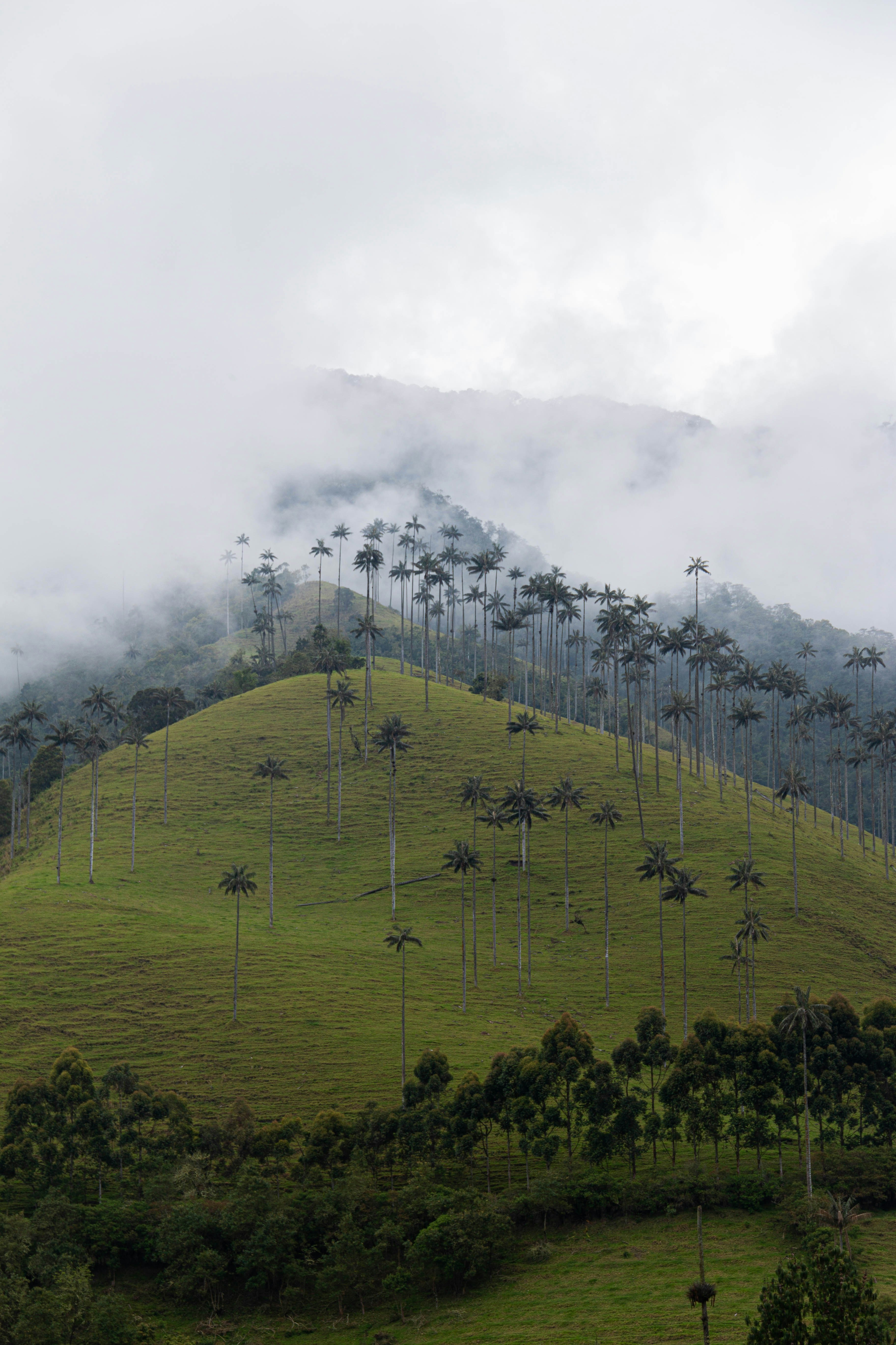 Campo de hierba verde con árboles y niebla
