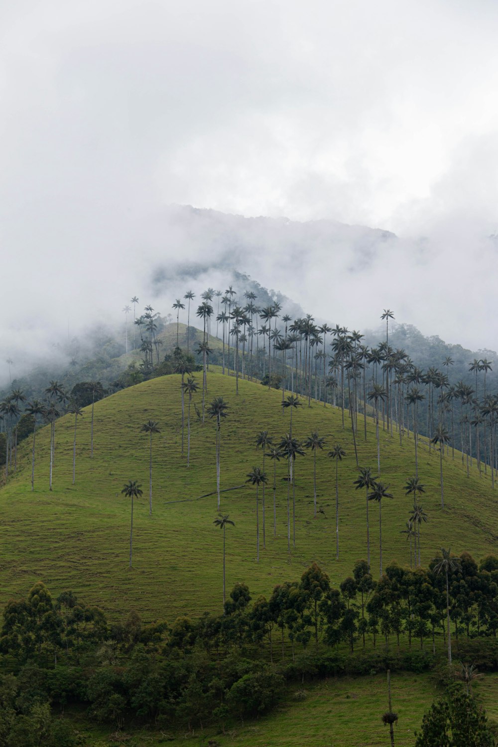 green grass field with trees and fog