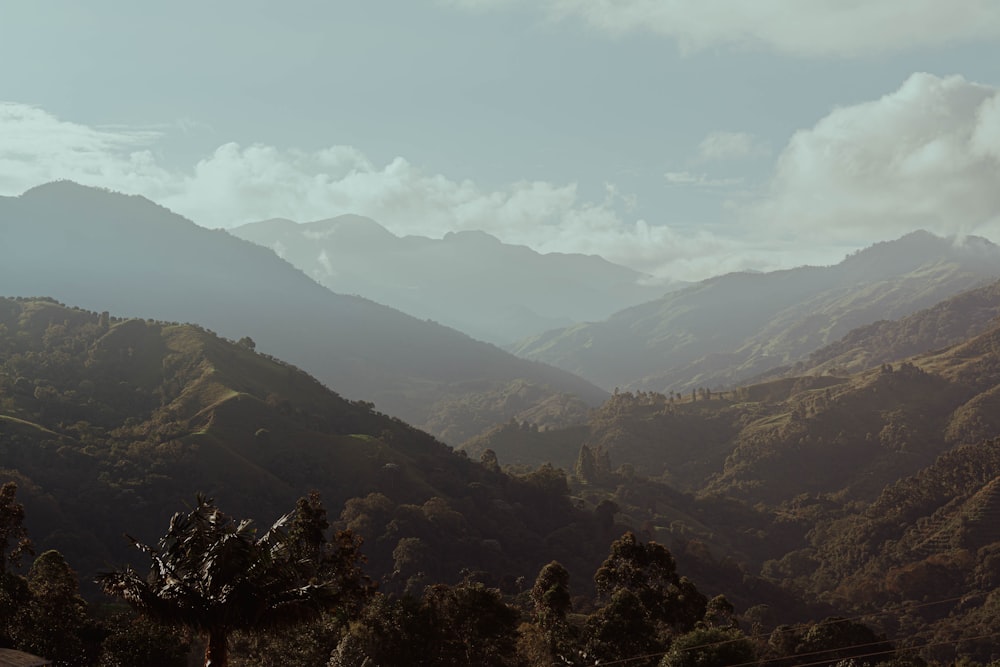 árvores verdes na montanha durante o dia