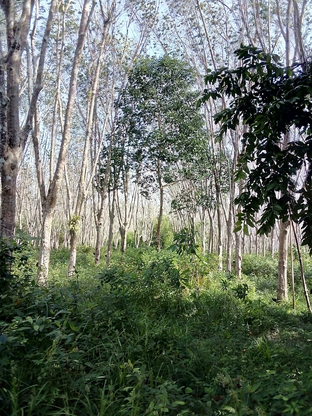 green grass and trees during daytime