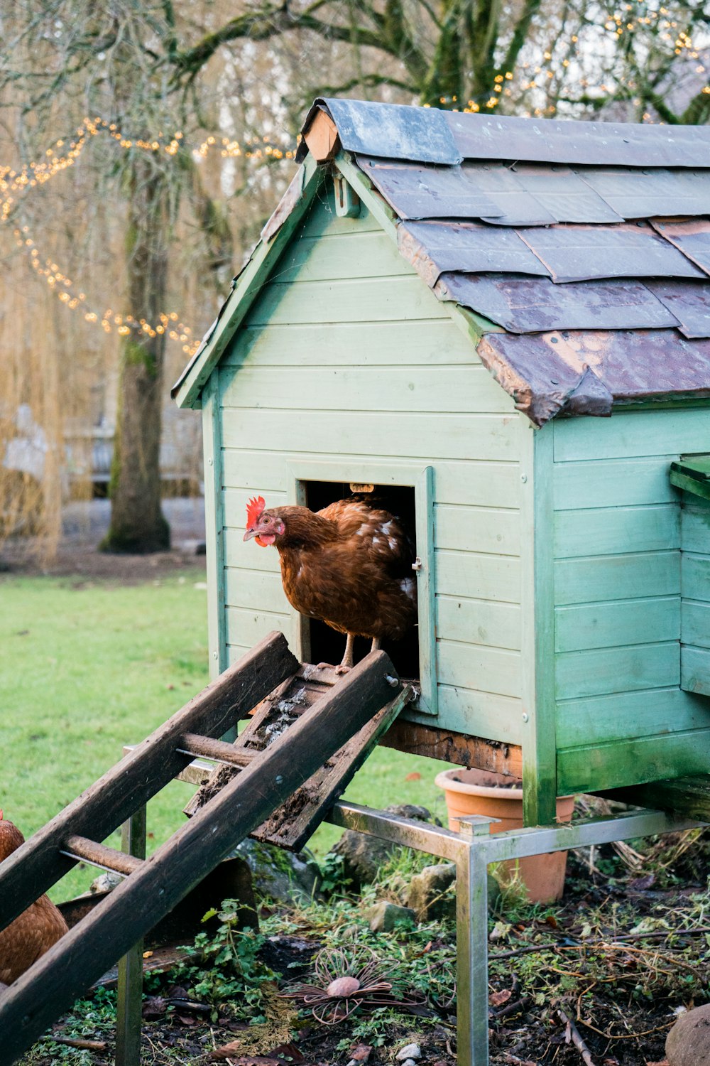 brown hen on brown wooden fence