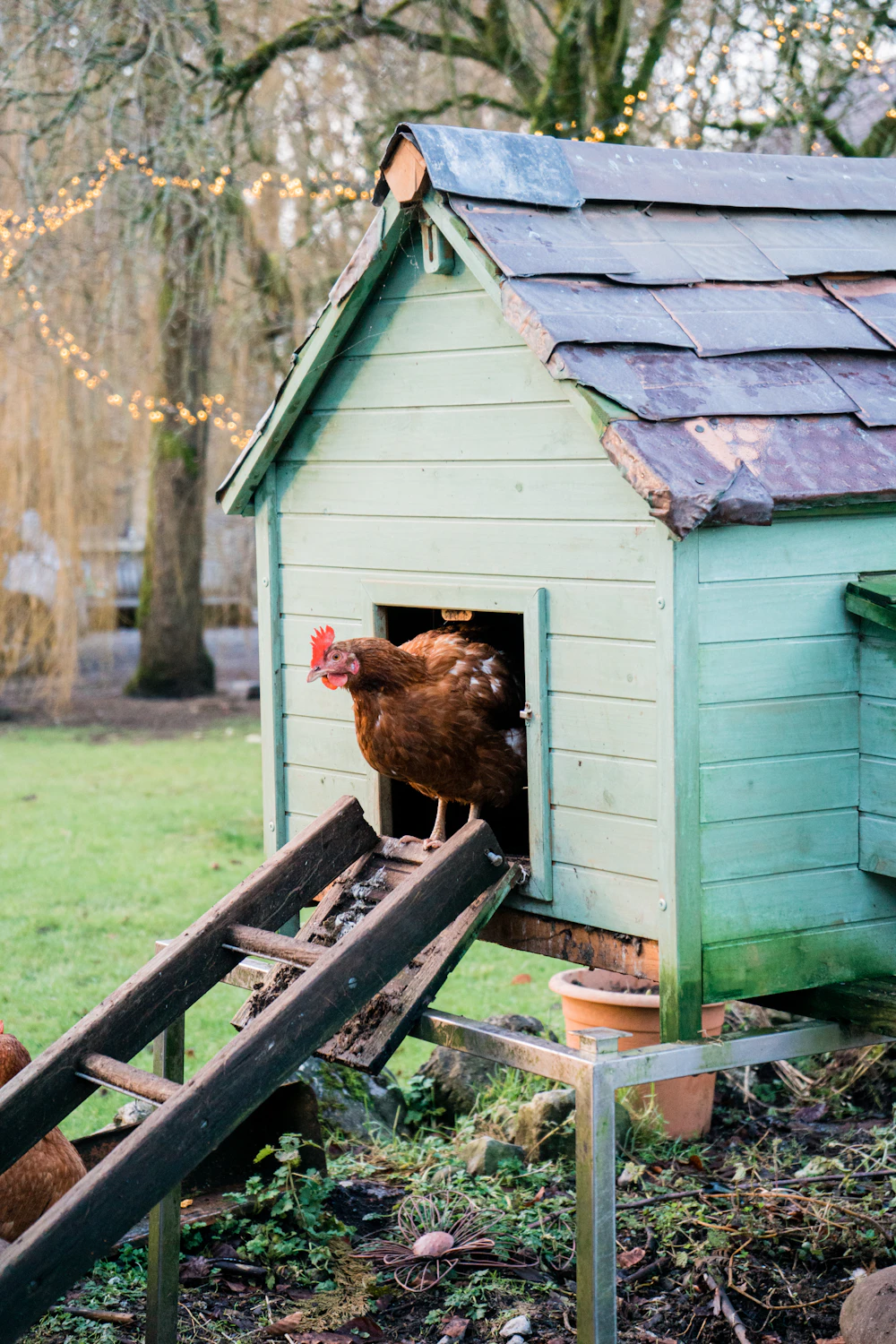 Backyard chicken coop set back from the fence line, typical of municipal setback rules