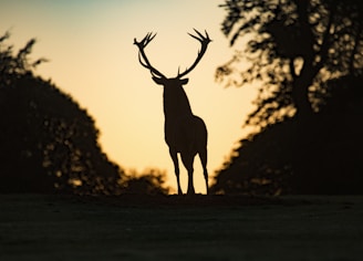 silhouette photo of deer standing on field during sunset