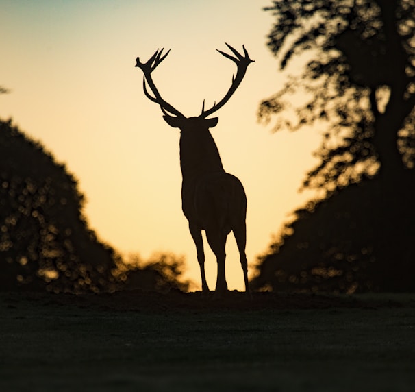 silhouette photo of deer standing on field during sunset