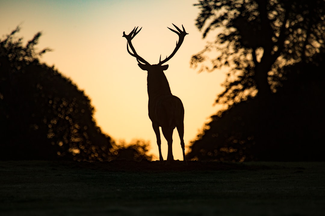 silhouette of deer standing on field during sunset