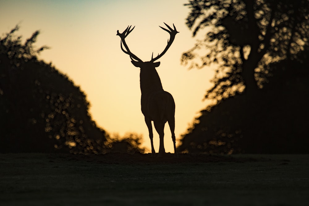 Silueta de ciervo de pie en el campo durante la puesta del sol