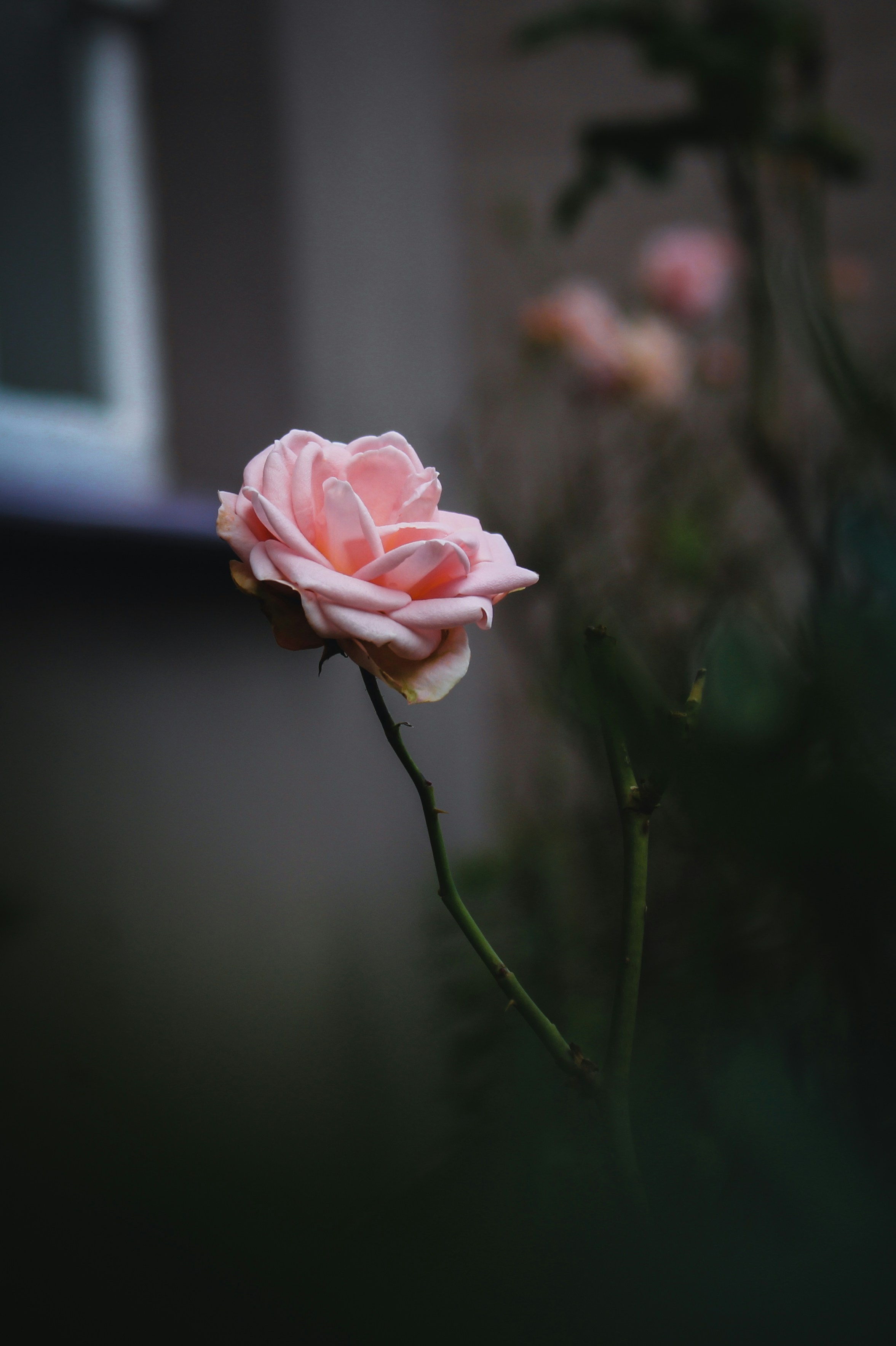 Photo by captured_hr