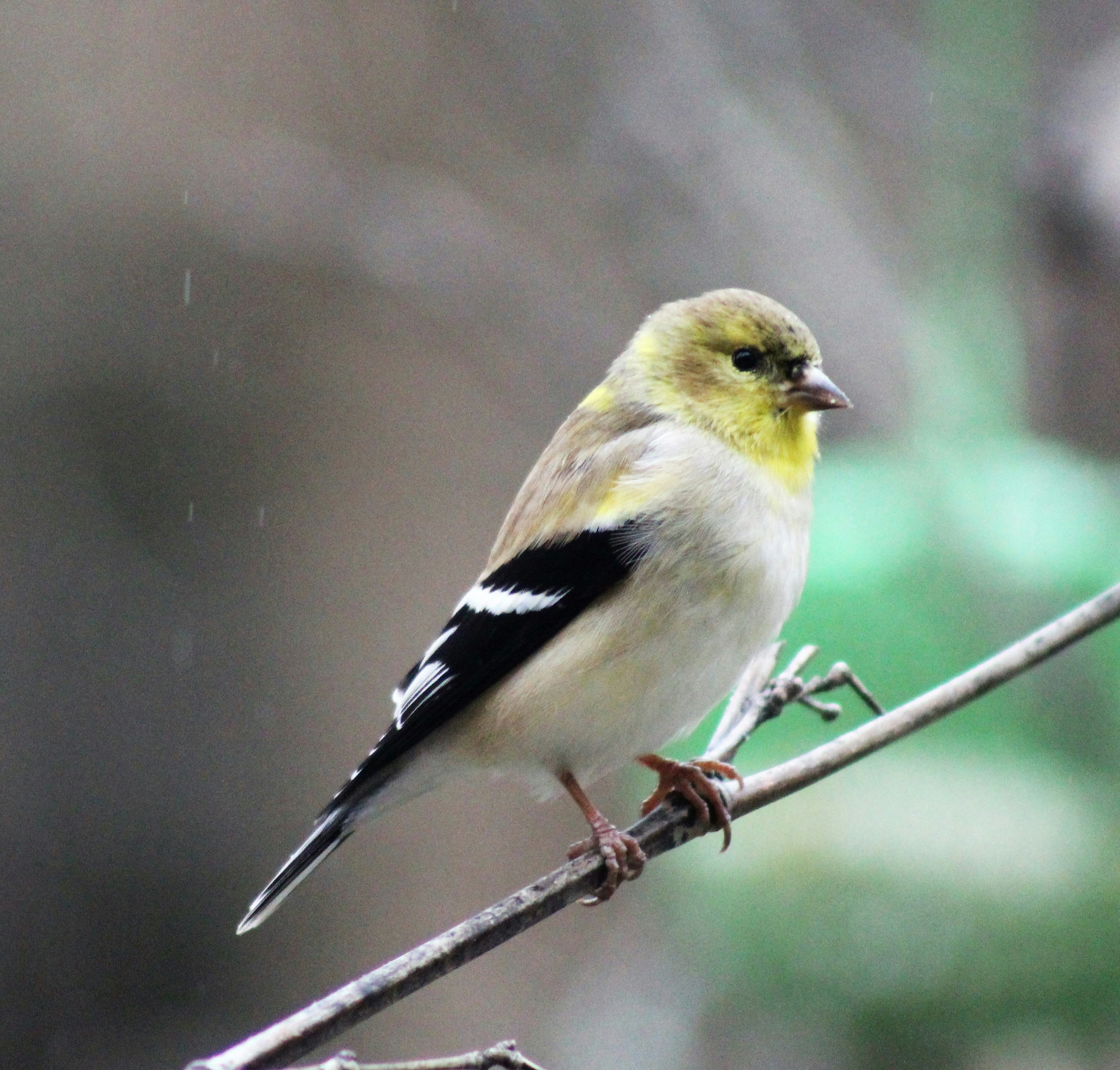 Photo by arkansas007