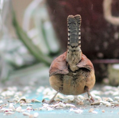 brown and white bird figurine