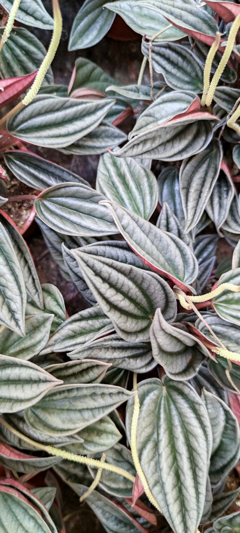 green and white leaves plant