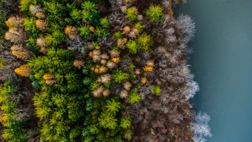 green and yellow trees during daytime