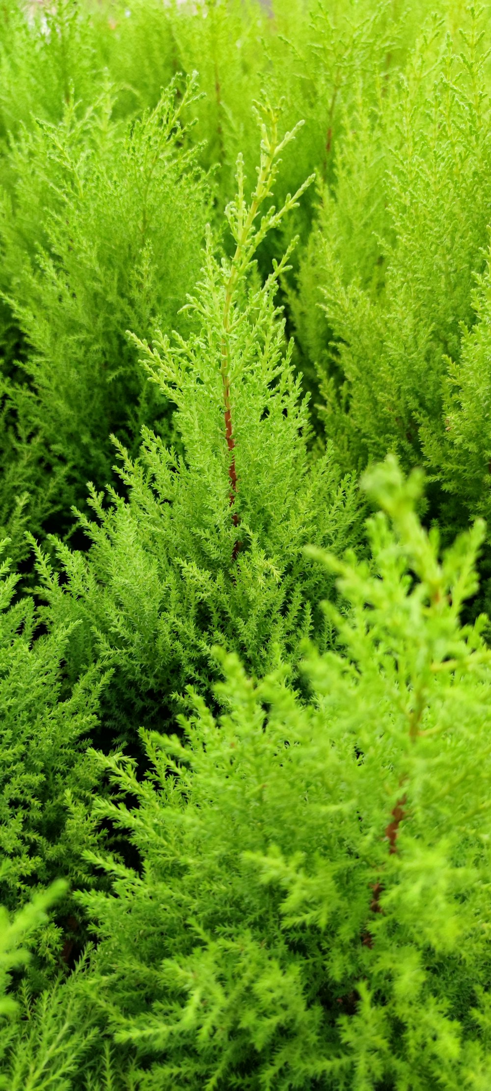 green pine tree during daytime