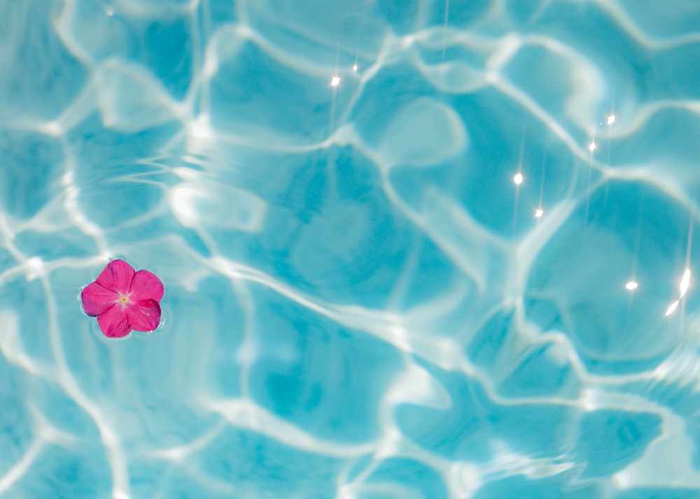 pink flower on blue water