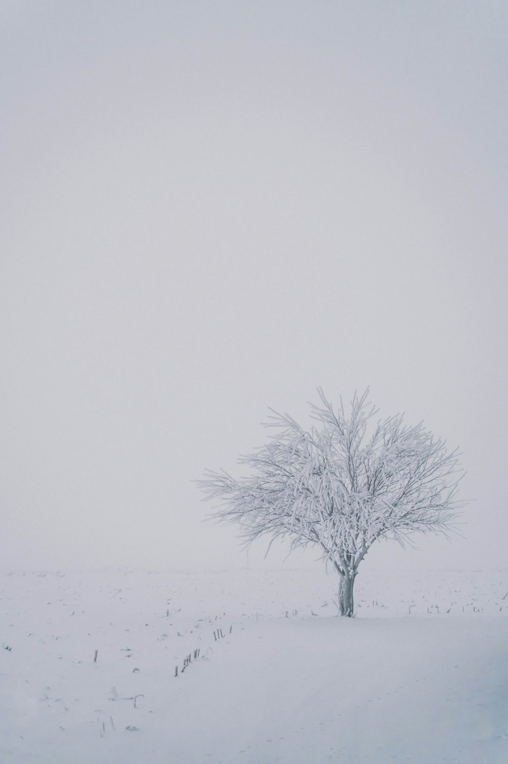 leafless tree on snow covered ground