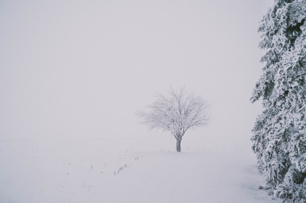 leafless tree on snow covered ground