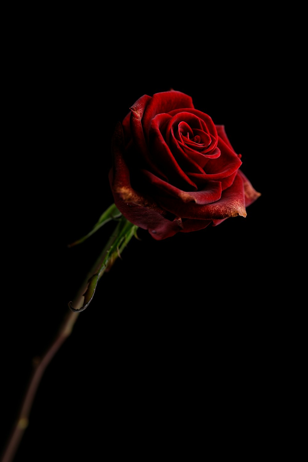 rosa roja sobre fondo negro