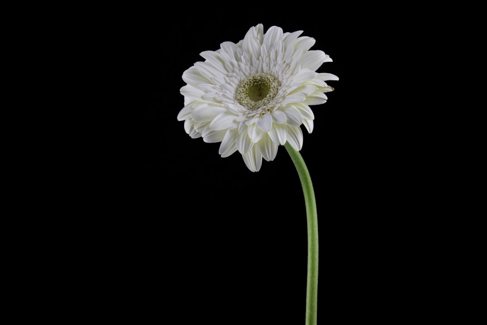 white flower with green stem