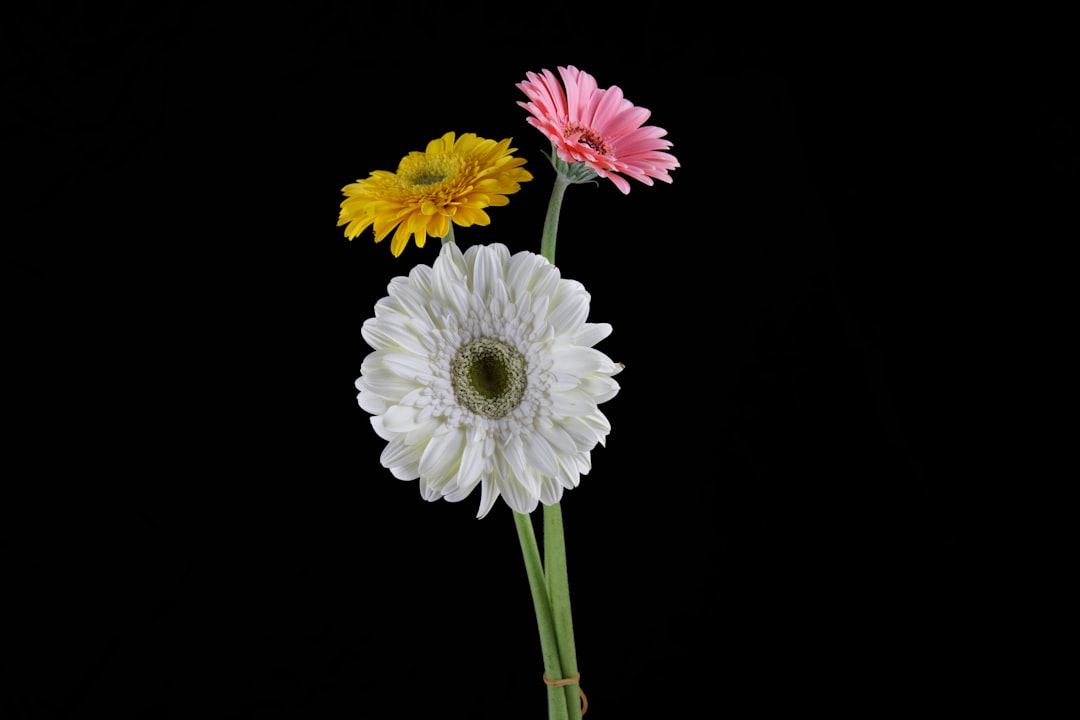 white and pink flower with green leaves