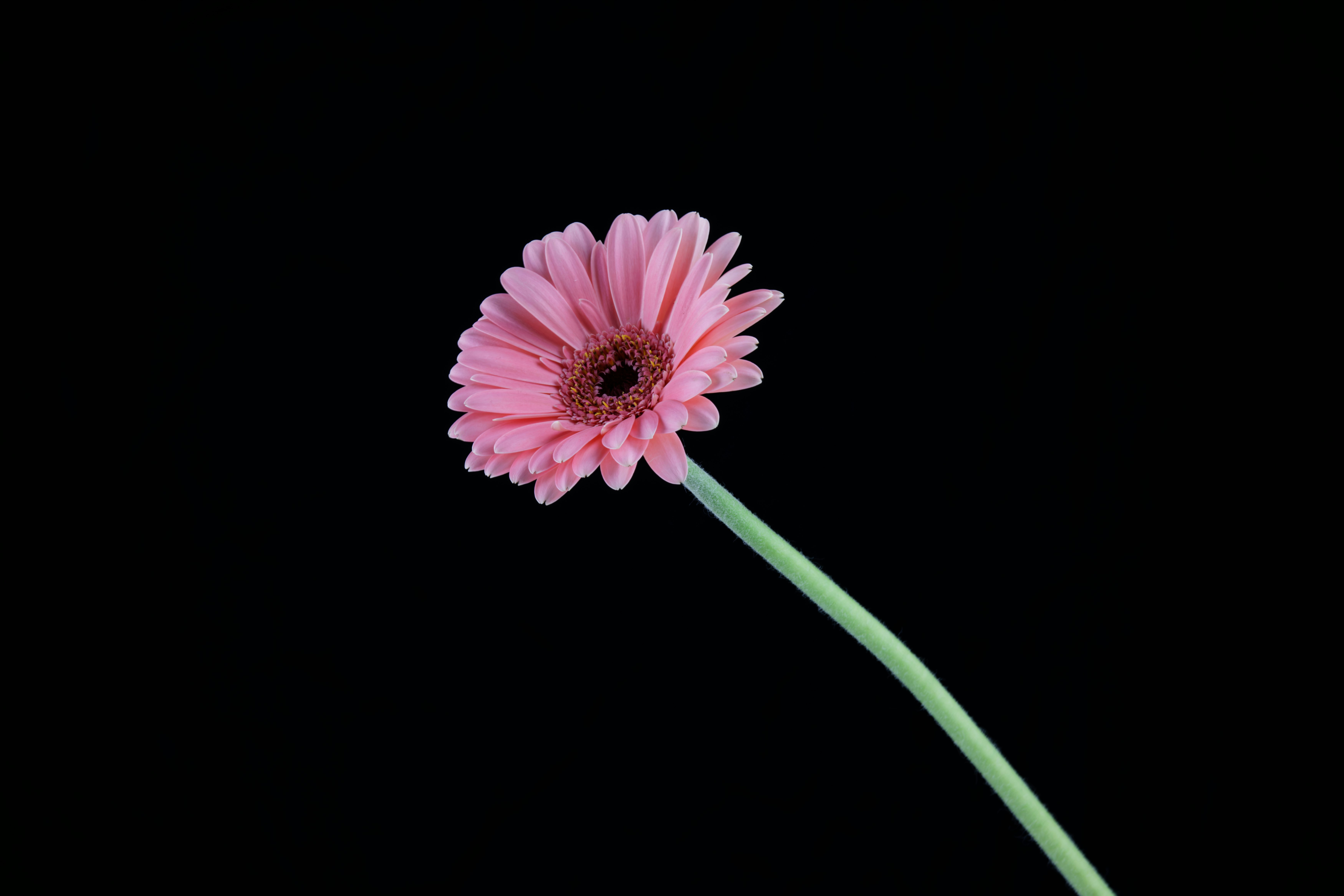 pink flower with green stem