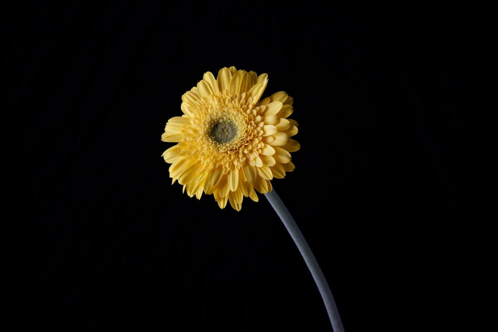 yellow flower with black background