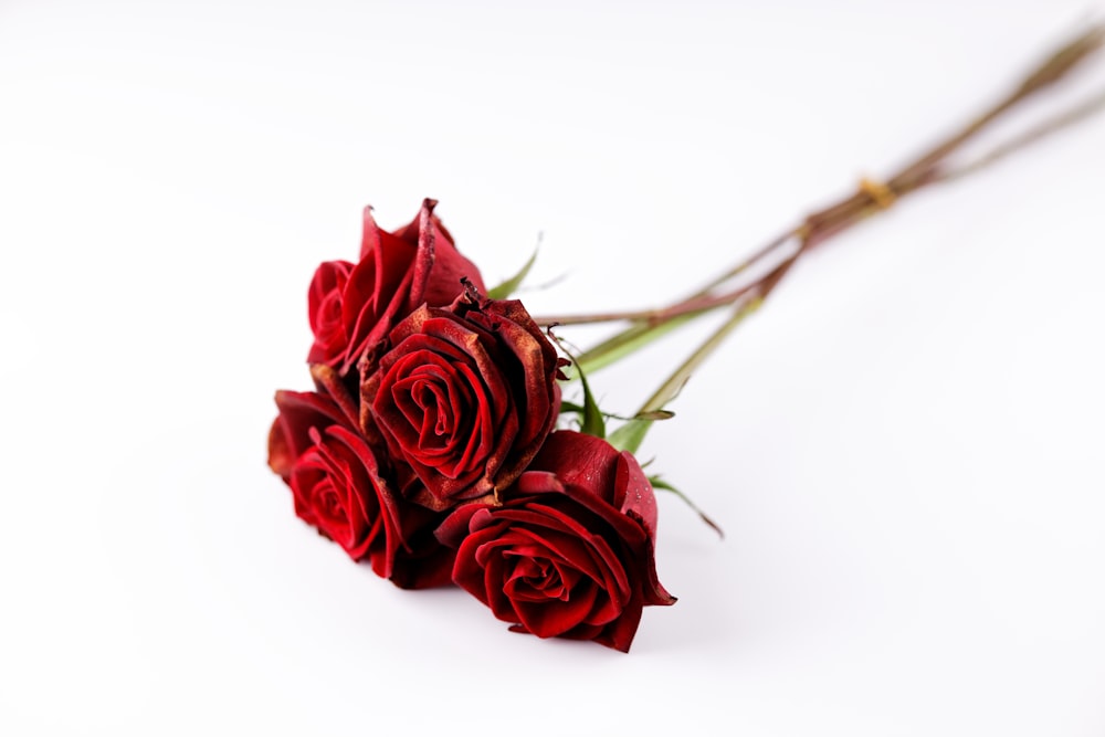 red roses on white background