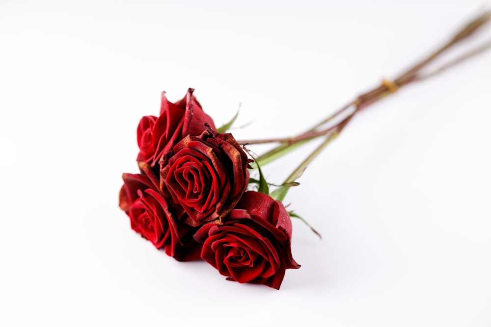 red roses photo – Free Romantic rose Image on Unsplash