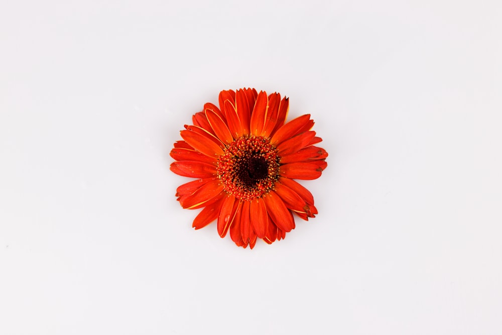 red and yellow flower in white background