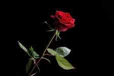 red rose with green leaves