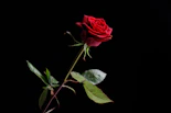 red rose with green leaves