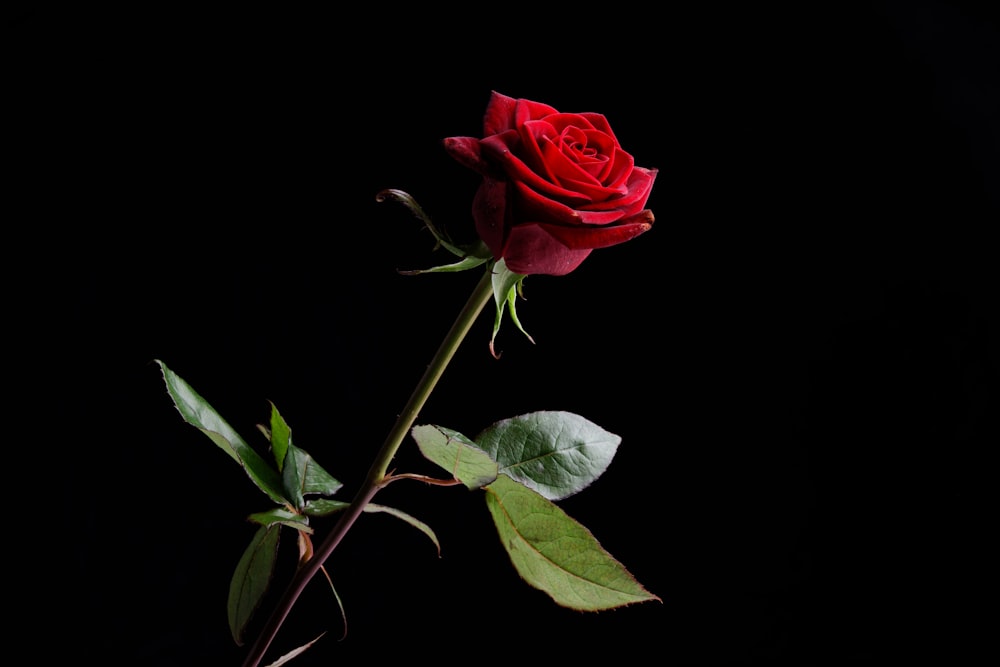 rote Rose mit grünen Blättern