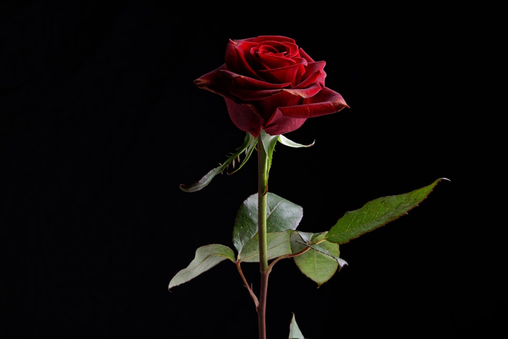 rosa roja sobre fondo negro