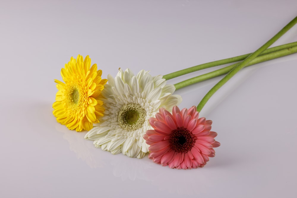 yellow and pink flowers on white background