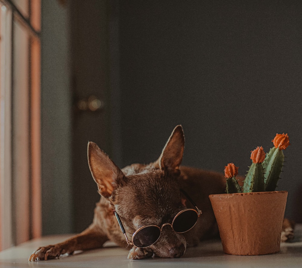 brown short coated dog wearing sunglasses