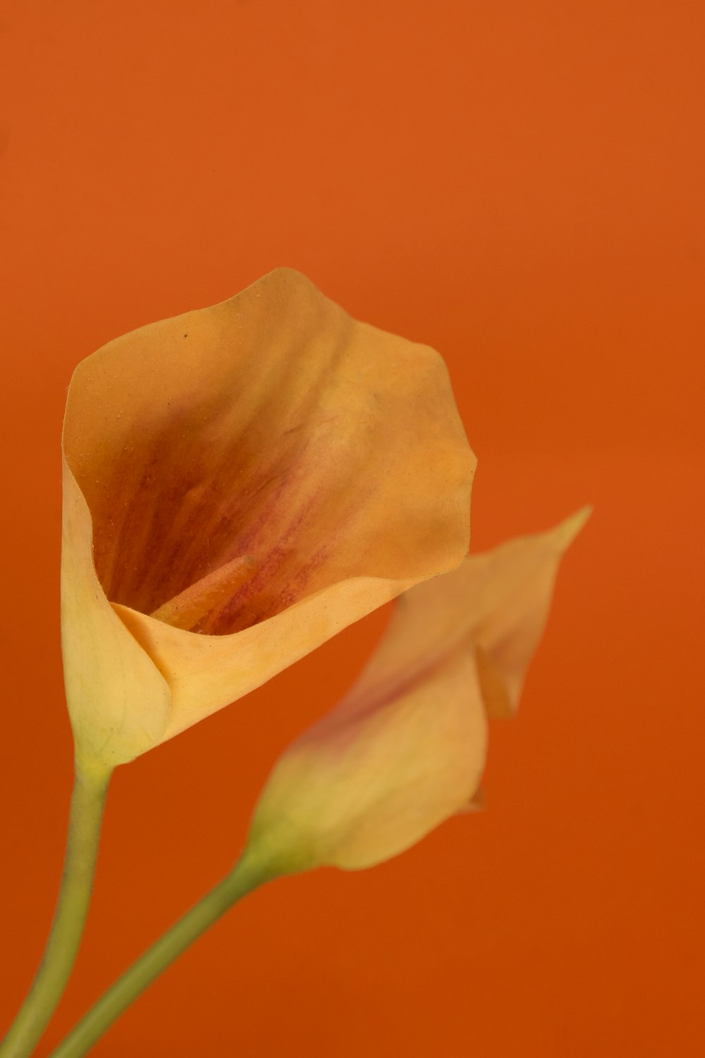 yellow flower in close up photography