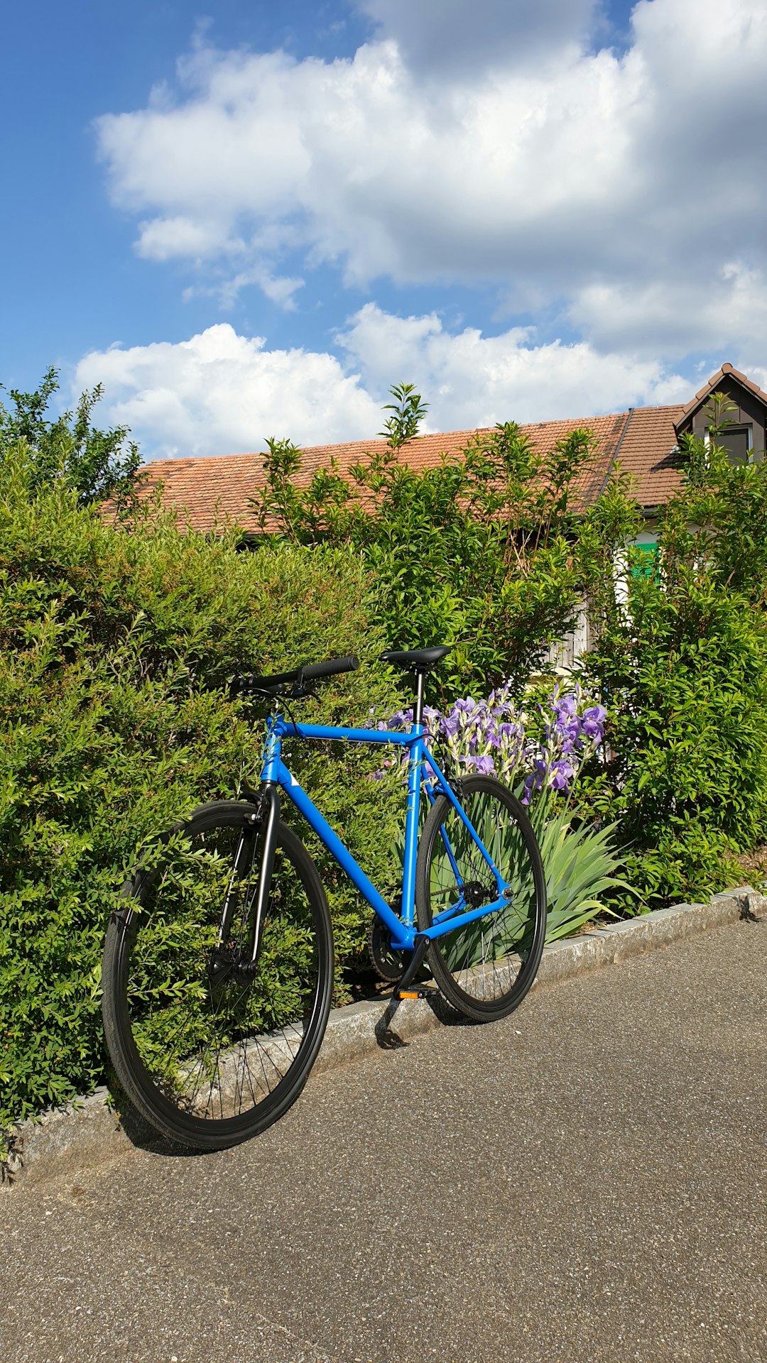 blue and black road bike parked beside green plants during daytime