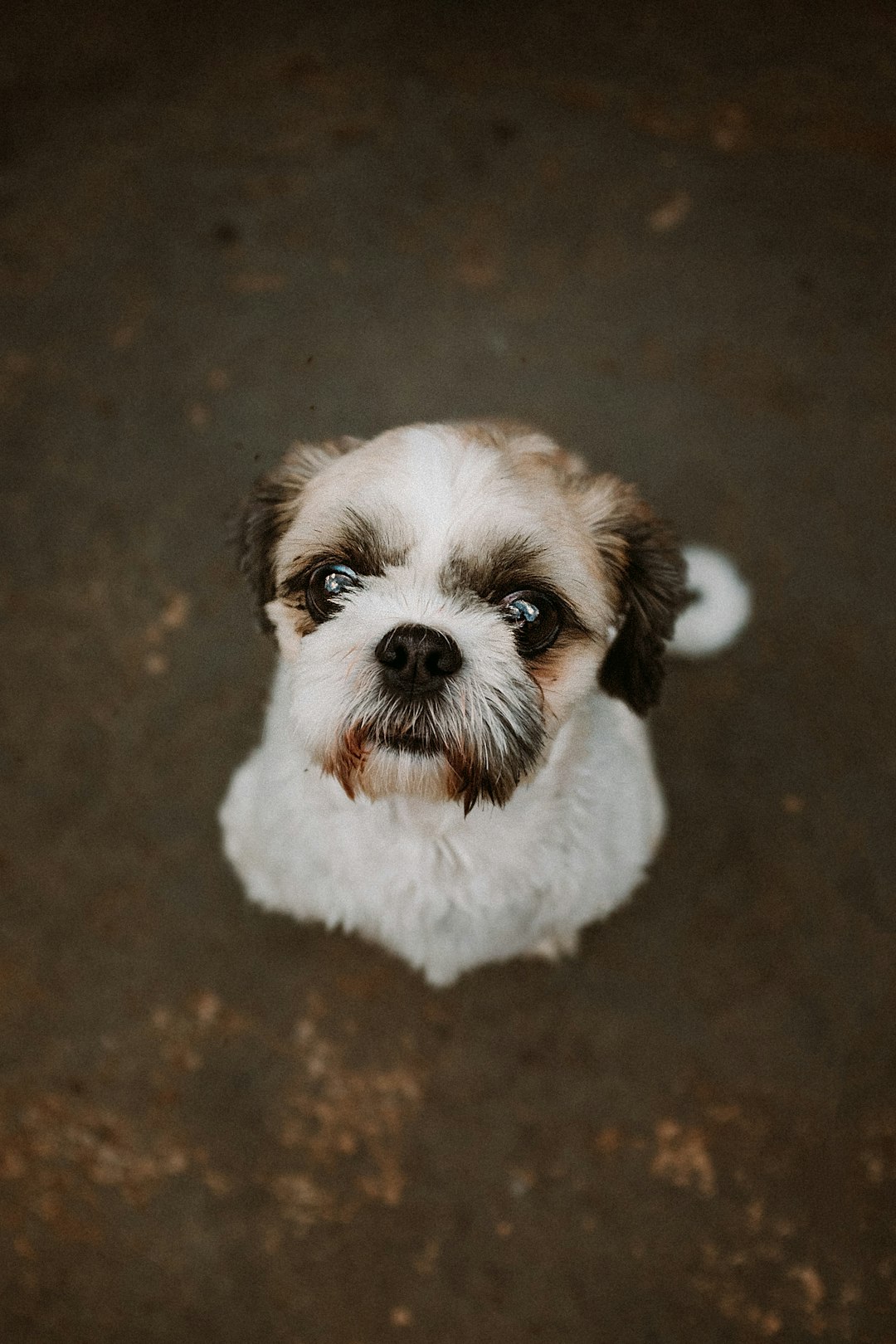 white and brown shih tzu puppy