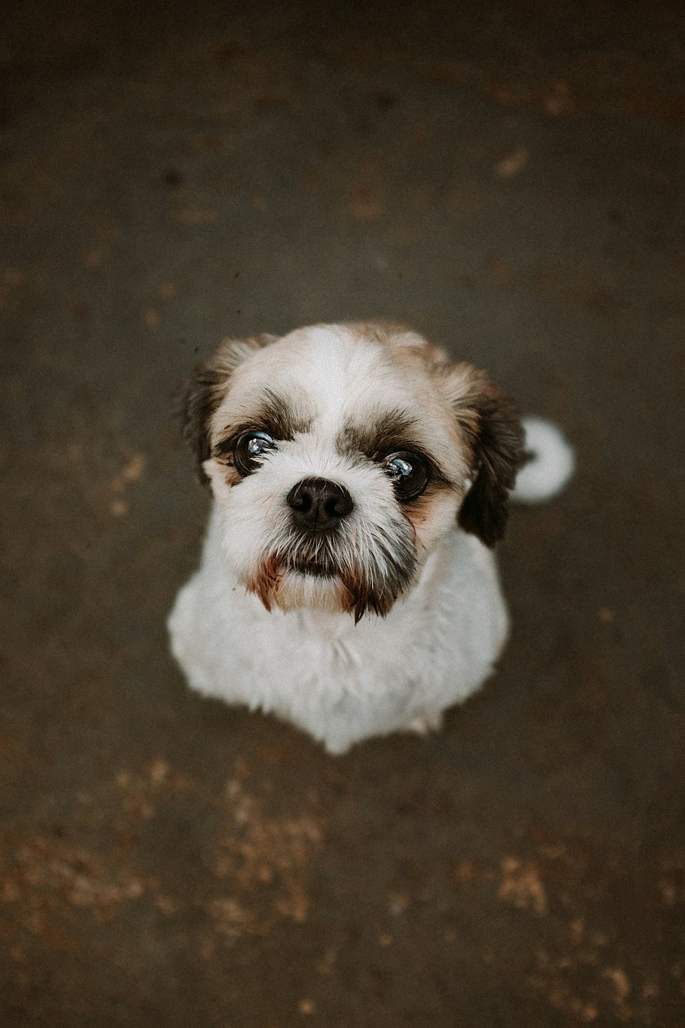 cachorro de shih tzu blanco y marrón